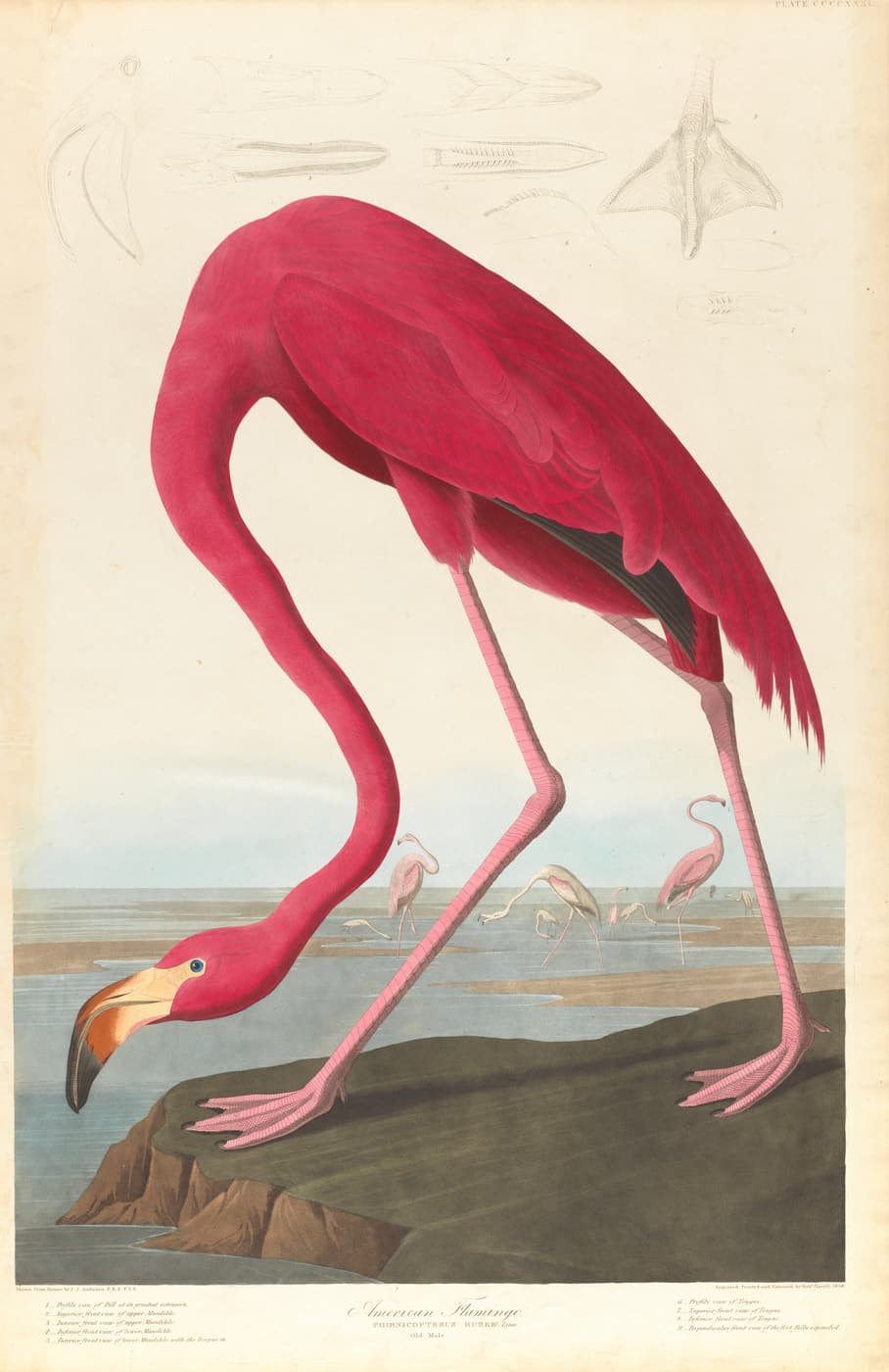American Flamingo by John James Audubon