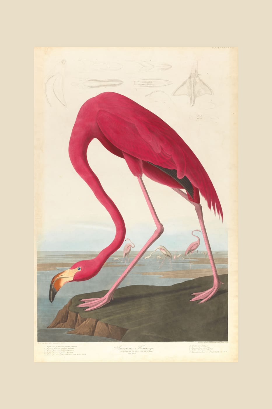 American Flamingo, beige border