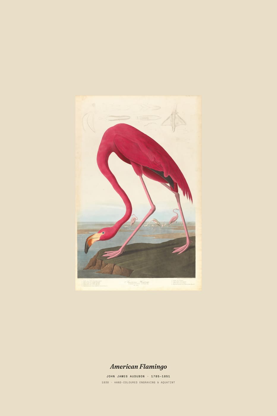 American Flamingo, museum caption