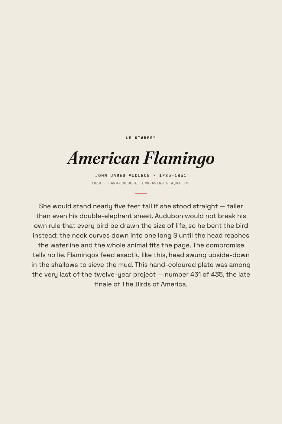 American Flamingo, story print