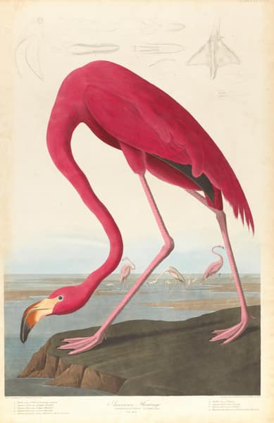 American Flamingo