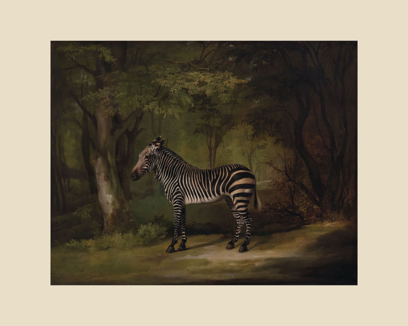 Zebra, beige border