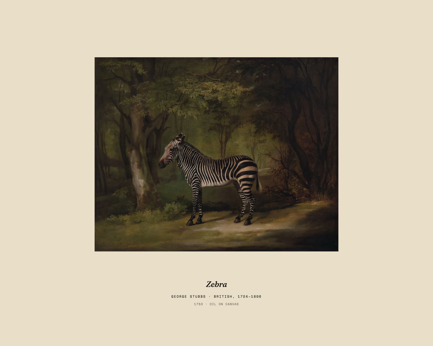 Zebra, museum caption